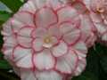 Pink and white begonia closeup